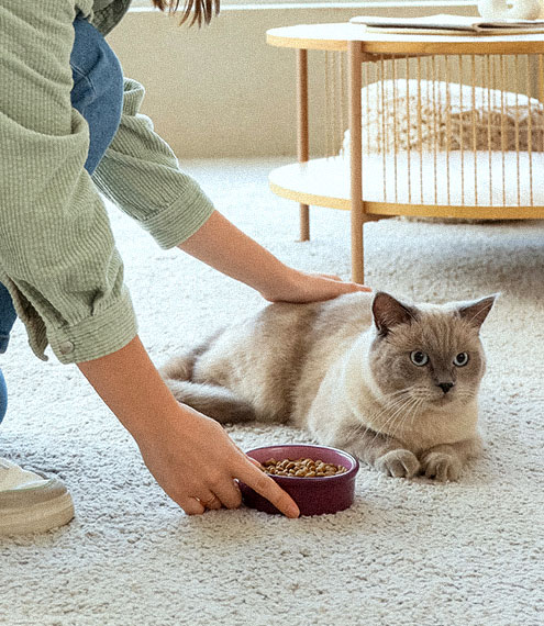 Cuanto debe comer un gato adulto diario